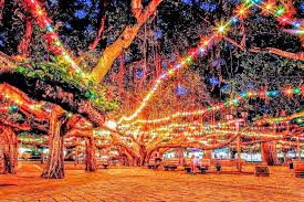 Lahaina Banyan Tree Christmas lights during Christmas in Hawaii 2025